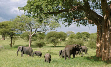 2 Day Tarangire & Ngorongoro Safari