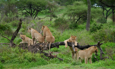 3 Day Serengeti & Ngorongoro Safari