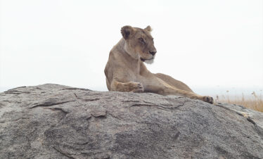 4 Day Northern Circuit Safari