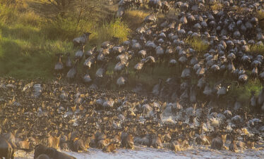 5 Day Great Migration Safari
