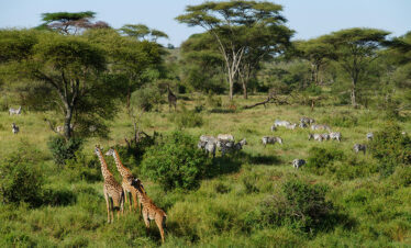 5 Day Northern Circuit Safari