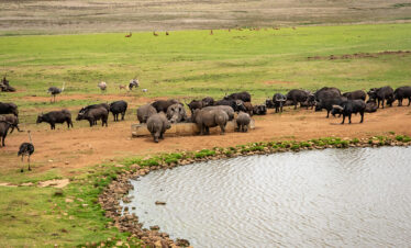 6 Day Northern Circuit Safari