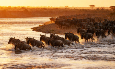 7 Day Great Migration River Crossing Safari