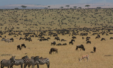 8 Day Great Migration Calving Safari