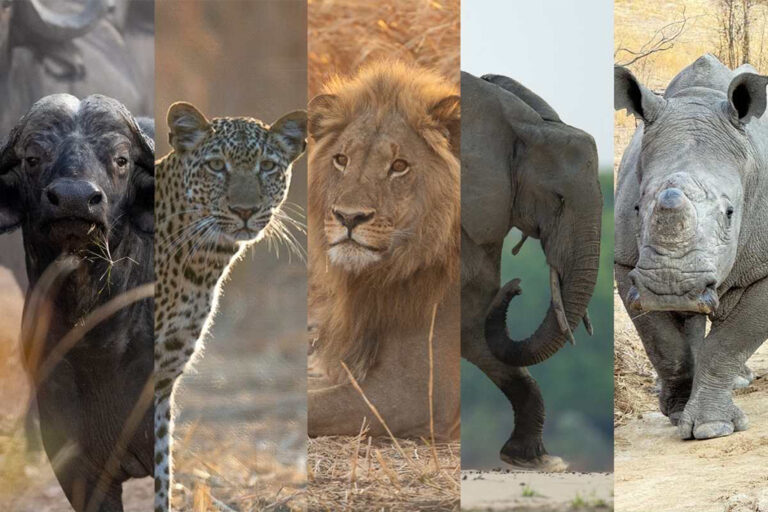 Activities-Big-Five-Safari