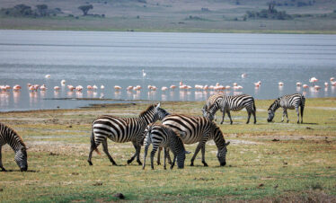 1 Day Arusha National Park