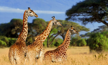 1 Day Tarangire National Park